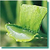 PURE Aloe Vera Oil 1 oz Goodness of Aloe in Oil Soluble - ModelSupplies
