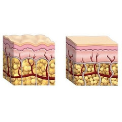 50 gm Hydrolyzed Bovine COLLAGEN POWDER Protein Firm - ModelSupplies